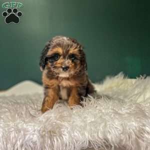 Teddy, Cavapoo Puppy