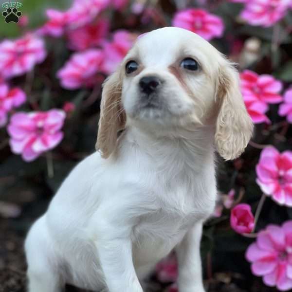 Danica, Cavapoo Puppy