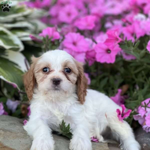 Dominic, Cavapoo Puppy