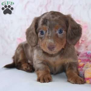 Diana, Dachshund Puppy