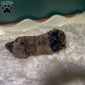 Teddy, Cavapoo Puppy