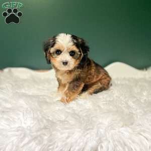 Jasper, Cavapoo Puppy