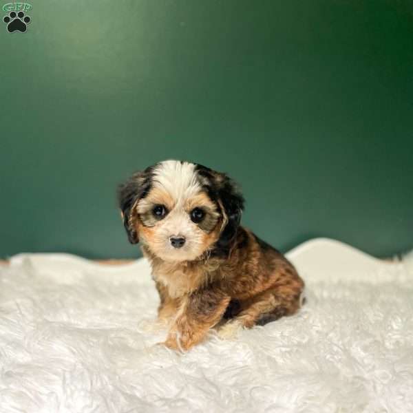 Jasper, Cavapoo Puppy