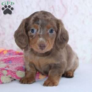 Diana, Dachshund Puppy