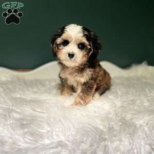Jasper, Cavapoo Puppy