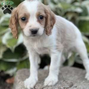 Dyla, Cavapoo Puppy