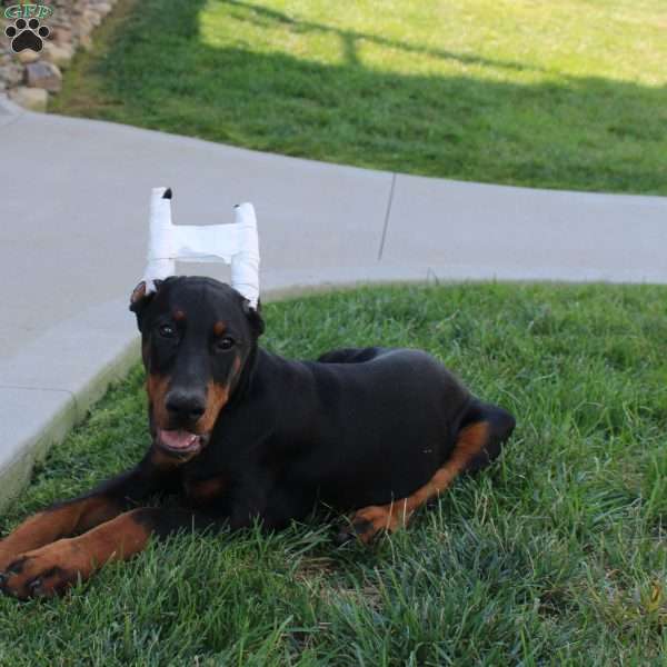 Stella, Doberman Pinscher Puppy