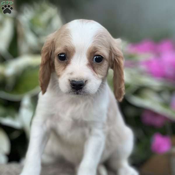 Dyla, Cavapoo Puppy