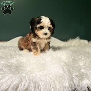 Jasper, Cavapoo Puppy