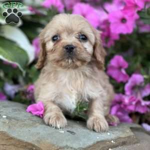 Dexte, Cavapoo Puppy