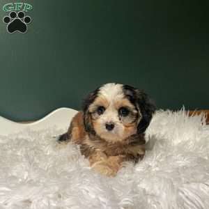 Jasper, Cavapoo Puppy