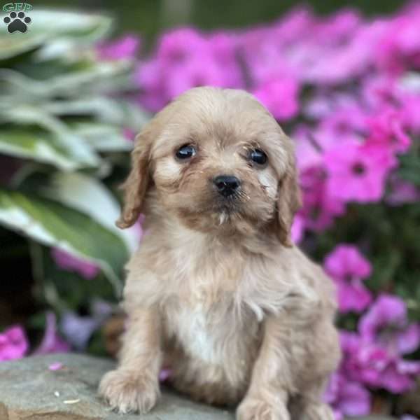 Dexte, Cavapoo Puppy