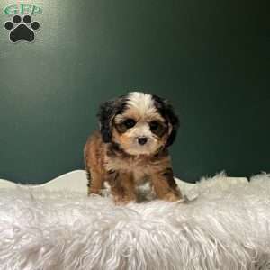 Jasper, Cavapoo Puppy