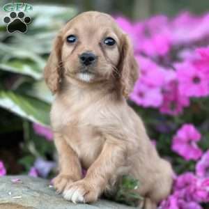 Drake, Cavapoo Puppy