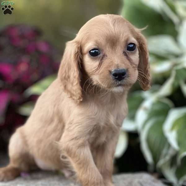 Drake, Cavapoo Puppy