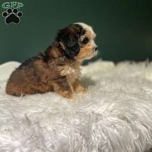Jasper, Cavapoo Puppy