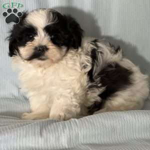 Troy, Morkie / Yorktese Puppy