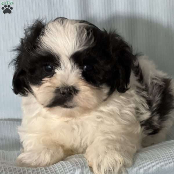 Troy, Morkie / Yorktese Puppy