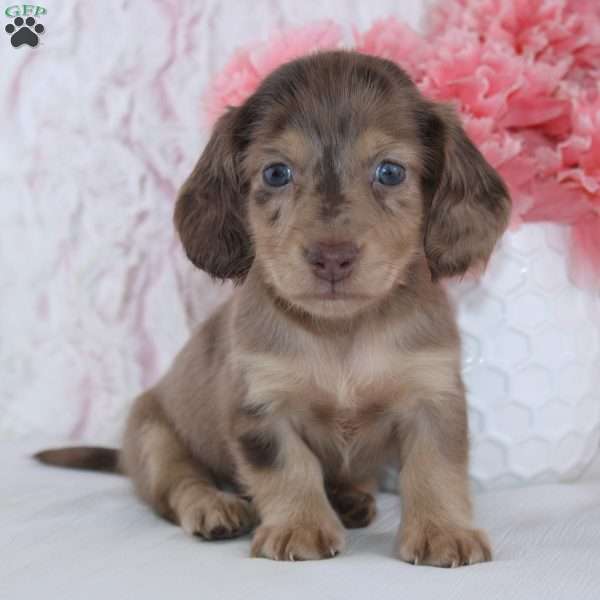 Clancey, Dachshund Puppy