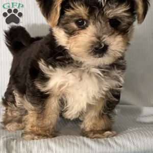 Timmy, Morkie / Yorktese Puppy