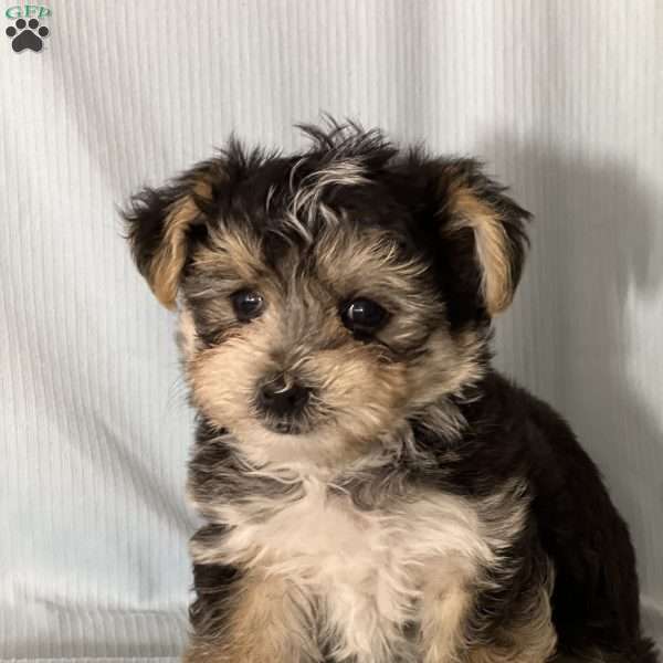 Timmy, Morkie / Yorktese Puppy