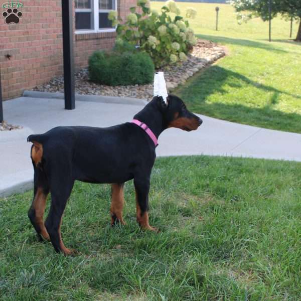 Daisy, Doberman Pinscher Puppy