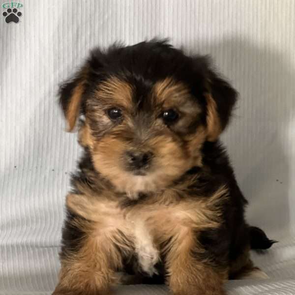 Teo, Morkie / Yorktese Puppy