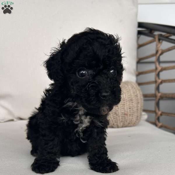 Jasper, Toy Poodle Puppy