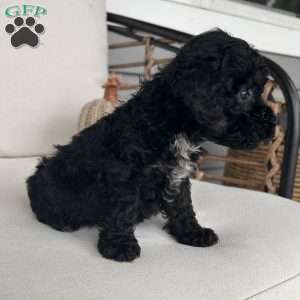 Jasper, Toy Poodle Puppy