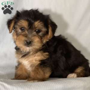 Teo, Morkie / Yorktese Puppy
