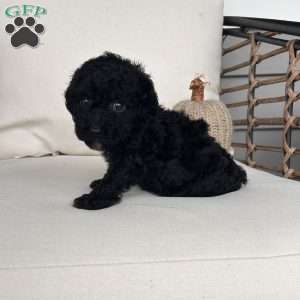 Jasper, Toy Poodle Puppy