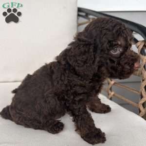 Brownie, Toy Poodle Puppy