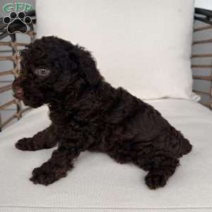 Brownie, Toy Poodle Puppy