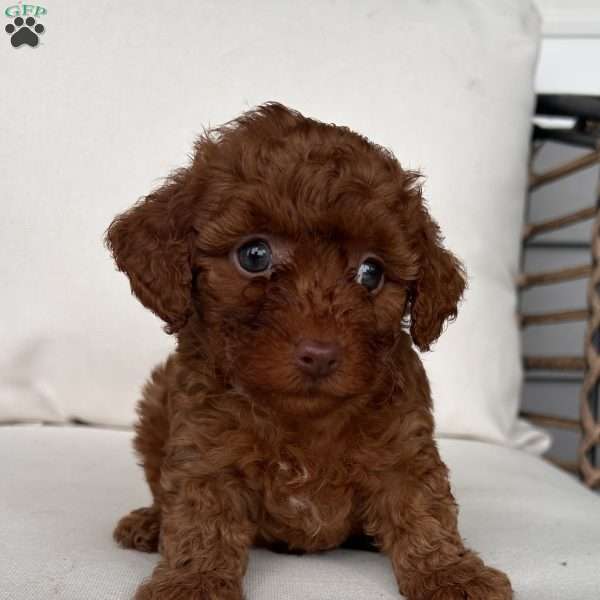 Annie, Toy Poodle Puppy