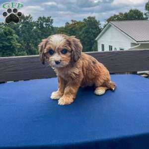 Honey, Cavapoo Puppy