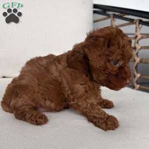 Annie, Toy Poodle Puppy