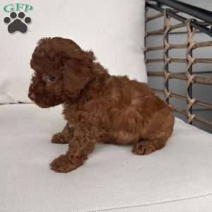 Annie, Toy Poodle Puppy