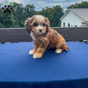 Honey, Cavapoo Puppy