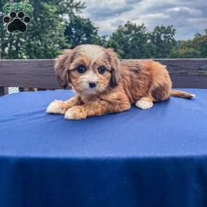 Honey, Cavapoo Puppy