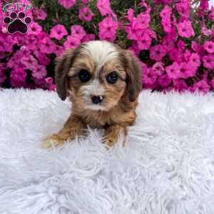 Honey, Cavapoo Puppy