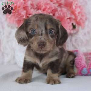 Clarissa, Dachshund Puppy