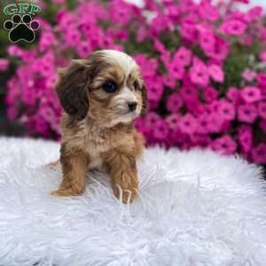 Honey, Cavapoo Puppy