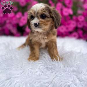 Honey, Cavapoo Puppy