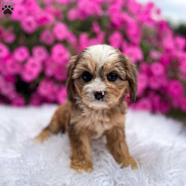 Honey, Cavapoo Puppy