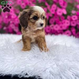 Honey, Cavapoo Puppy