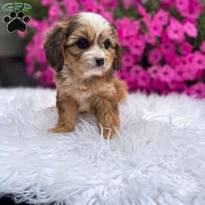 Honey, Cavapoo Puppy