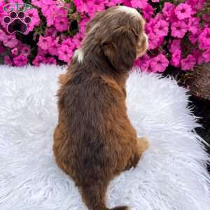 Honey, Cavapoo Puppy
