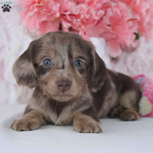 Clarissa, Dachshund Puppy
