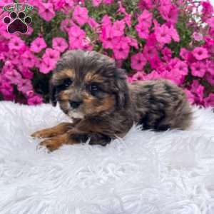 Teddy, Cavapoo Puppy