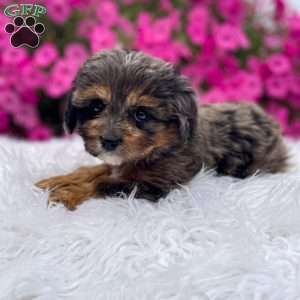 Teddy, Cavapoo Puppy